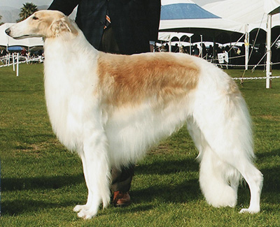 Top Conformation Borzoi 2012